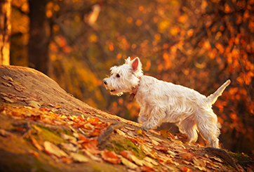 Are conkers poisonous to dogs? 