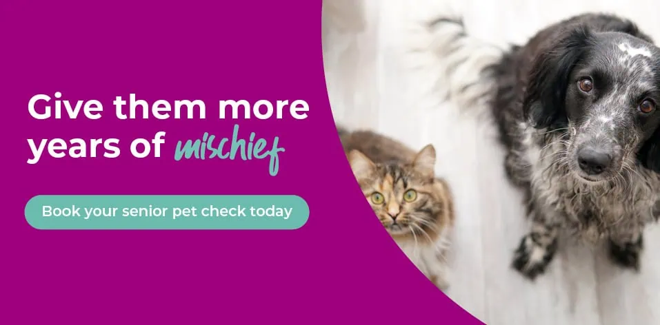 Register with Palmerston Vets | Vets in Essex | Pet Health Care