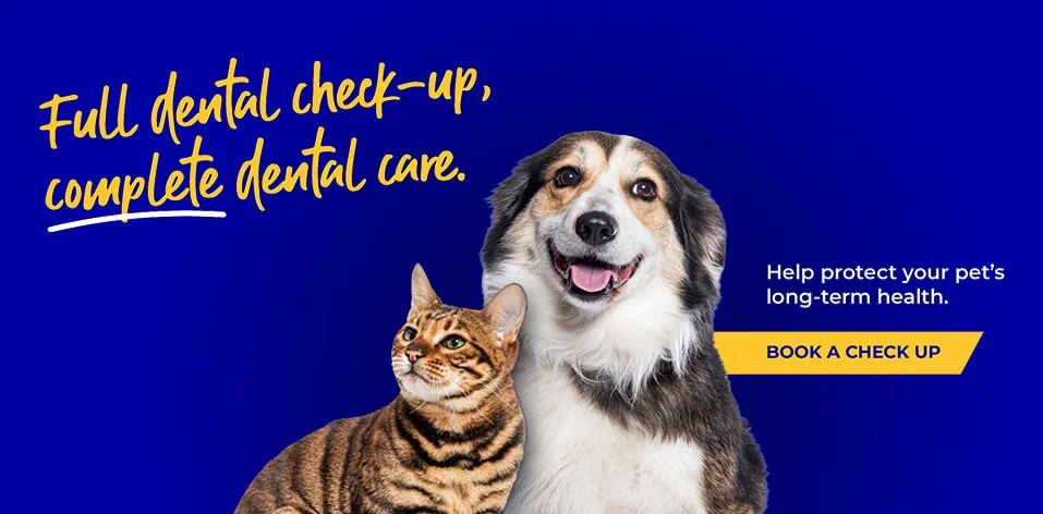 Register with Palmerston Vets | Vets in Essex | Pet Health Care