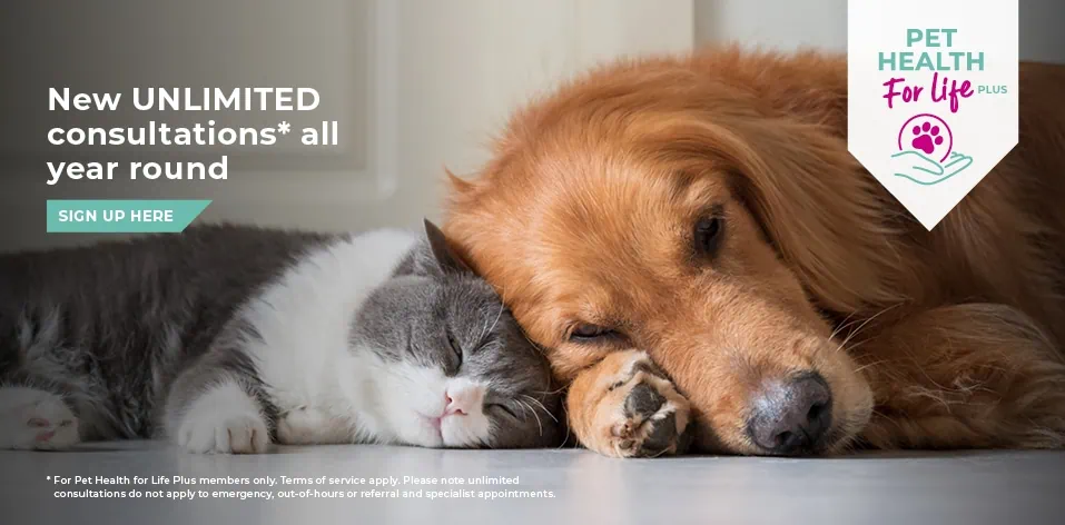 Register with Palmerston Vets | Vets in Essex | Pet Health Care