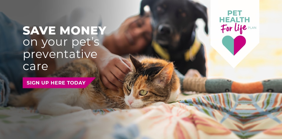 Register with Palmerston Vets | Vets in Essex | Pet Health Care