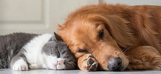 img join our pet health plan